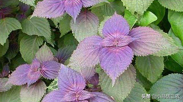 紫苏一年四季都能种吗?紫苏的种植方法-1 紫苏一年四季都能种吗?紫苏的种植方法-1