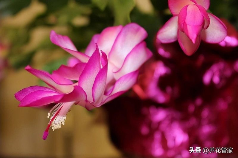 十二月份开什么花(关于十二月的代表花卉介绍)-1