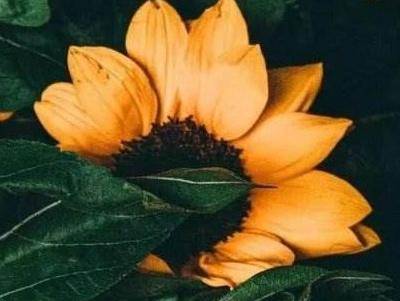 向日葵怎么种植?向日葵高效栽培技术-1