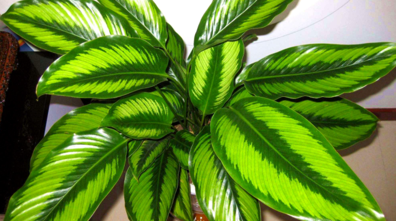 花叶万年青叶子发黄是什么原因(冬季花叶万年青的养殖方法和注意事项)-1 花叶万年青叶子发黄是什么原因(冬季花叶万年青的养殖方法和注意事项)-1