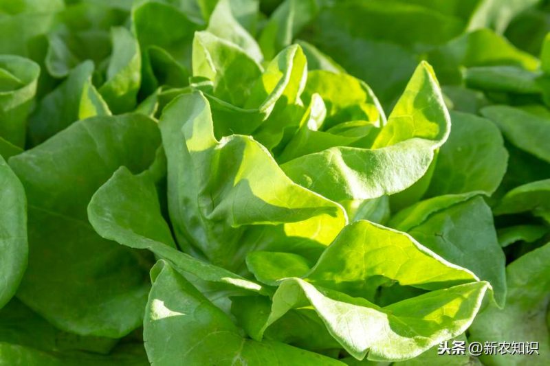 有机蔬菜种植需要什么条件(有机蔬菜种植技术与管理方案)-赚在家创业号