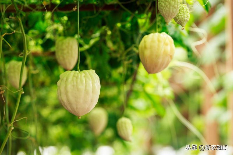 有机蔬菜种植需要什么条件(有机蔬菜种植技术与管理方案)-1 有机蔬菜种植需要什么条件(有机蔬菜种植技术与管理方案)-1