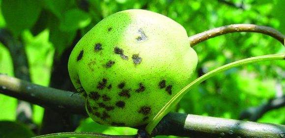 农村创业梨树怎么种植？梨树病虫害防治方法-1