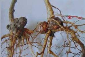 农村创业梨树怎么种植？梨树病虫害防治方法-1