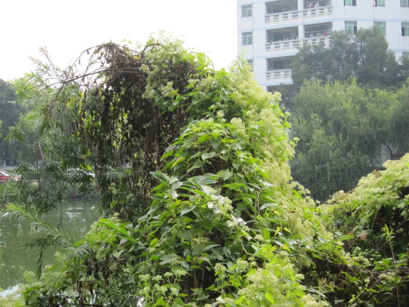 薇甘菊是外来入侵植物吗(解读薇甘菊的危害及其治理方案)-1