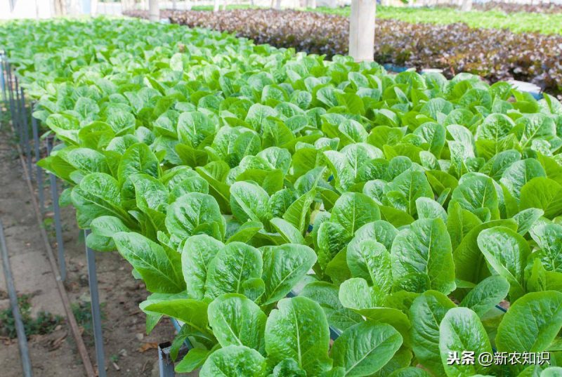 有机蔬菜种植需要什么条件(有机蔬菜种植技术与管理方案)-1 有机蔬菜种植需要什么条件(有机蔬菜种植技术与管理方案)-1