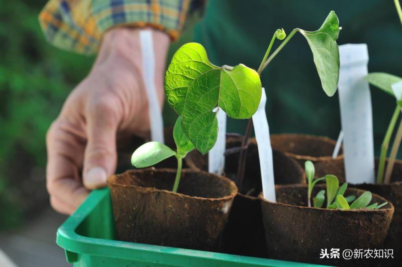 有机蔬菜种植需要什么条件(有机蔬菜种植技术与管理方案)-1 有机蔬菜种植需要什么条件(有机蔬菜种植技术与管理方案)-1