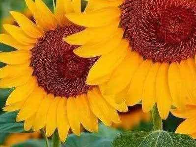 向日葵怎么种植?向日葵高效栽培技术-1