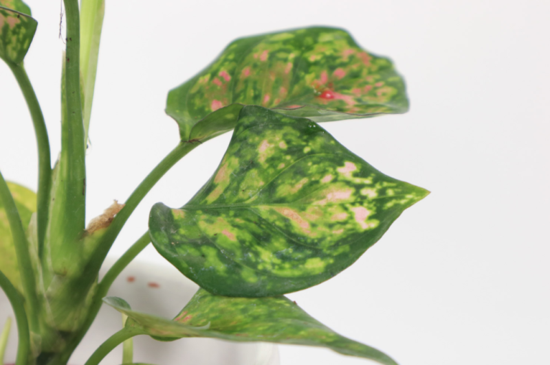 花叶万年青叶子发黄是什么原因(冬季花叶万年青的养殖方法和注意事项)-1 花叶万年青叶子发黄是什么原因(冬季花叶万年青的养殖方法和注意事项)-1