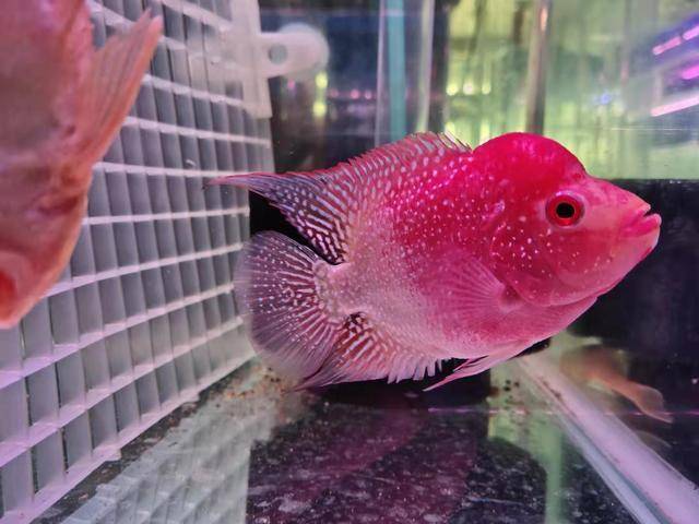 热带鱼水温多少合适?关于养热带鱼的方法与技巧-1 热带鱼水温多少合适?关于养热带鱼的方法与技巧-1