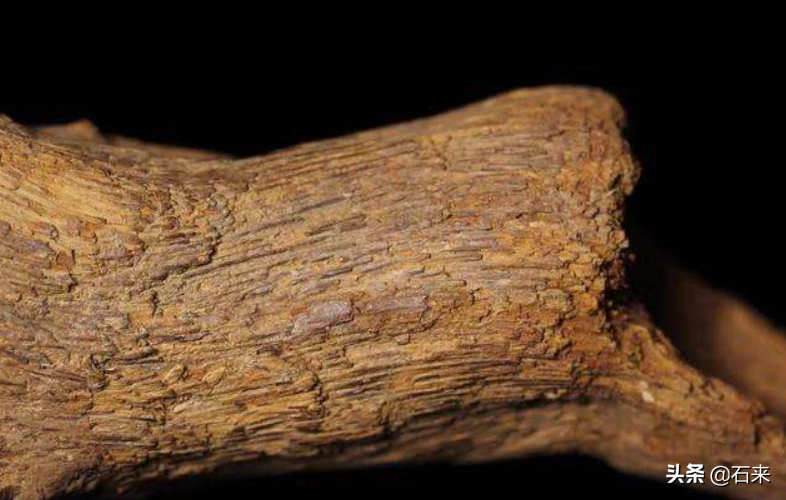 沉香的一二线产区在哪里?-1 沉香的一二线产区在哪里?-1