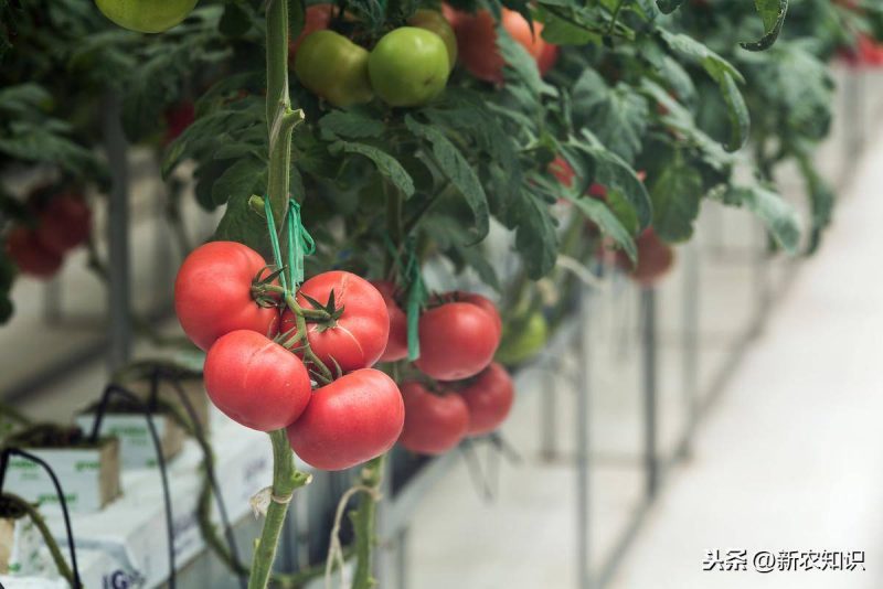 有机蔬菜种植需要什么条件(有机蔬菜种植技术与管理方案)-1 有机蔬菜种植需要什么条件(有机蔬菜种植技术与管理方案)-1
