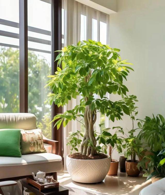 吸收甲醛的室内植物排名-赚在家创业号