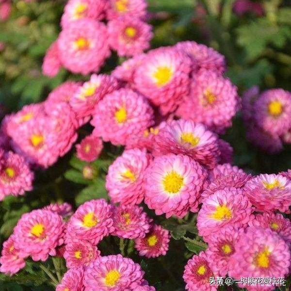 北方宿根花卉有哪些种类-1 北方宿根花卉有哪些种类-1