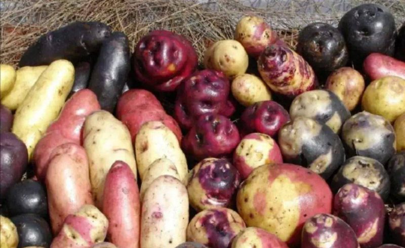 洋芋是什么东西?产地分布在哪?-1 洋芋是什么东西?产地分布在哪?-1