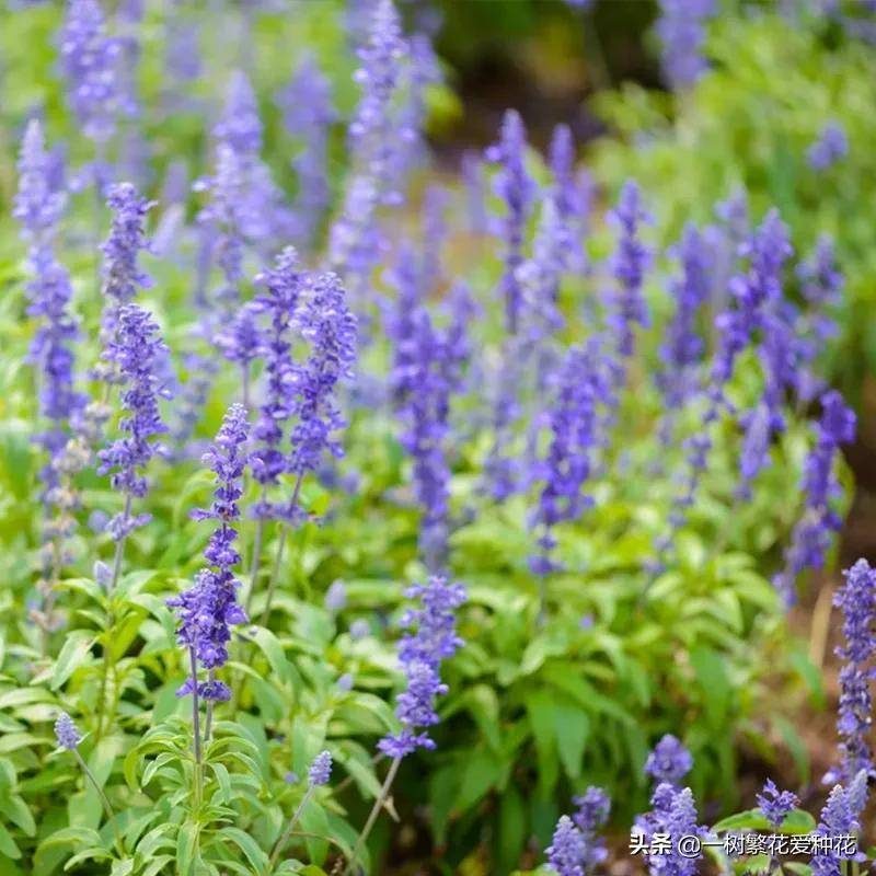 北方宿根花卉有哪些种类-1 北方宿根花卉有哪些种类-1