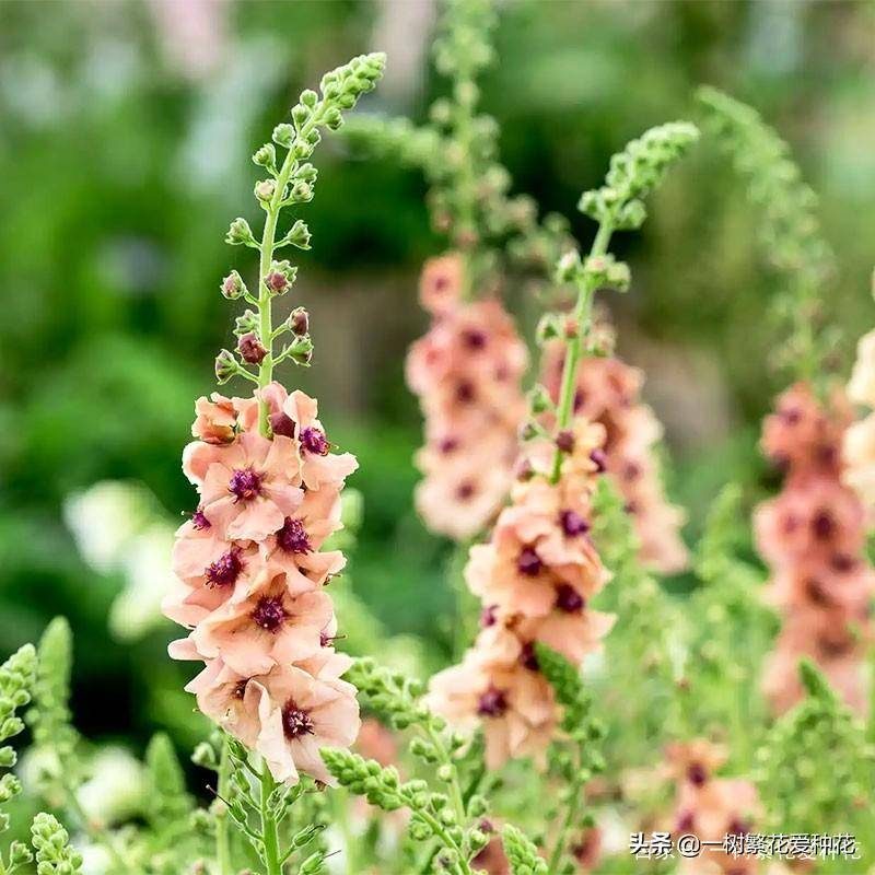 北方宿根花卉有哪些种类-1 北方宿根花卉有哪些种类-1