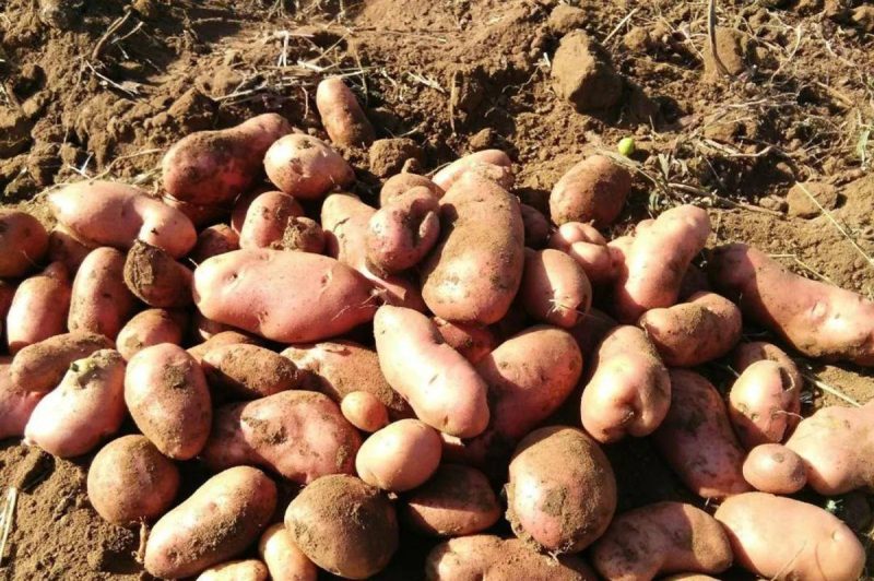 洋芋是什么东西?产地分布在哪?-1 洋芋是什么东西?产地分布在哪?-1