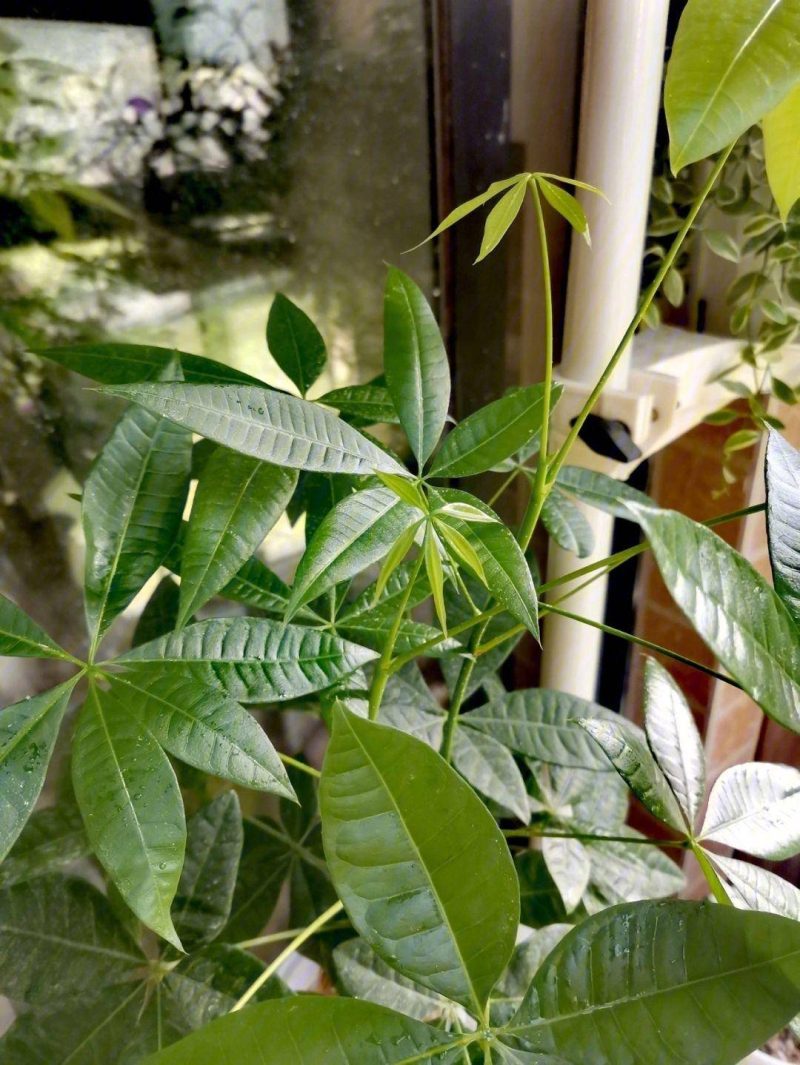 发财树的养护方法-1 发财树的养护方法-1