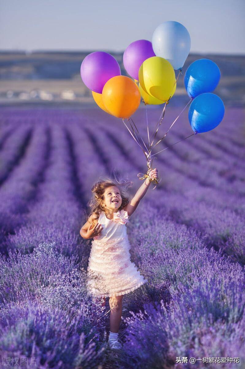 北方宿根花卉有哪些种类-1 北方宿根花卉有哪些种类-1