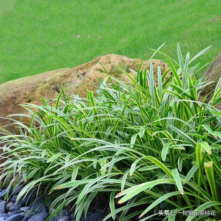 北方宿根花卉有哪些种类-1 北方宿根花卉有哪些种类-1