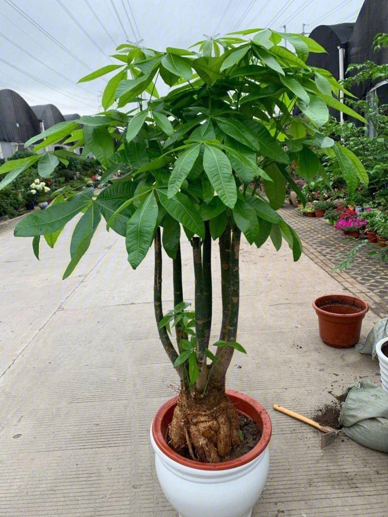 发财树的养护方法-1 发财树的养护方法-1