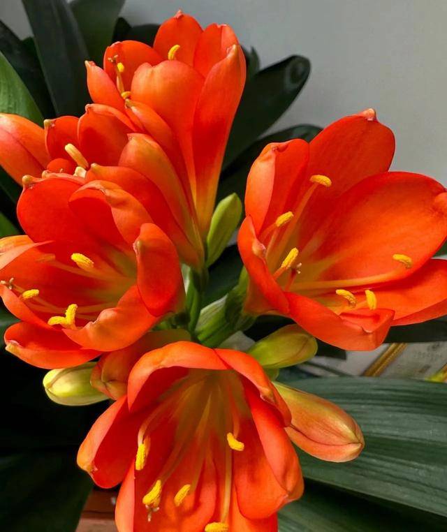 吸收甲醛的室内植物排名-1 吸收甲醛的室内植物排名-1