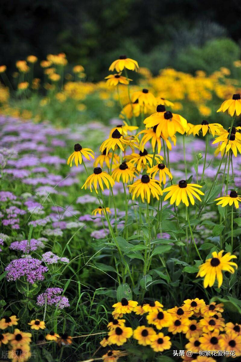 北方宿根花卉有哪些种类-1 北方宿根花卉有哪些种类-1