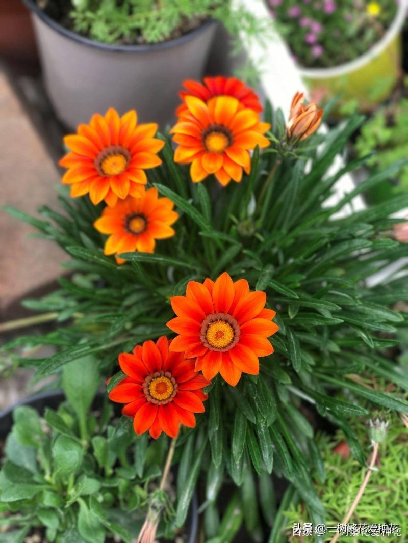 北方宿根花卉有哪些种类-1 北方宿根花卉有哪些种类-1