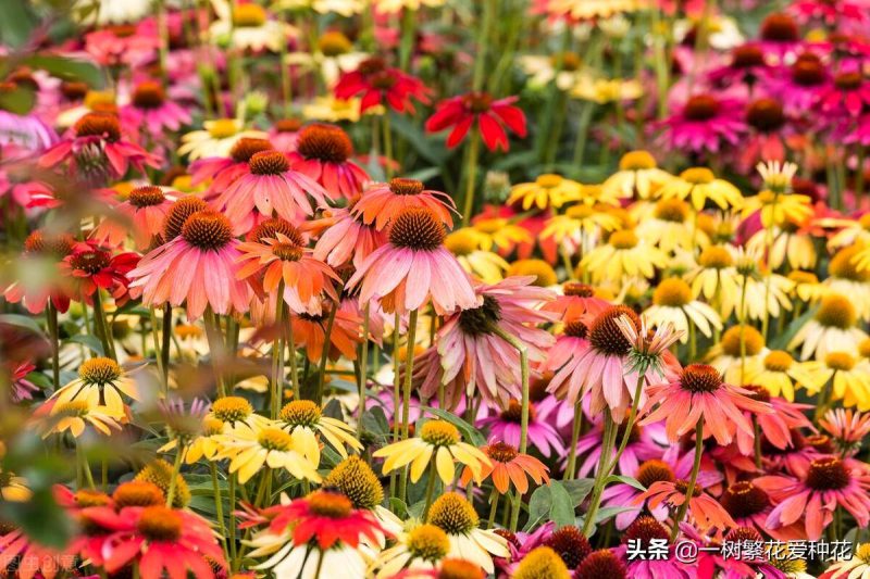 北方宿根花卉有哪些种类-1 北方宿根花卉有哪些种类-1