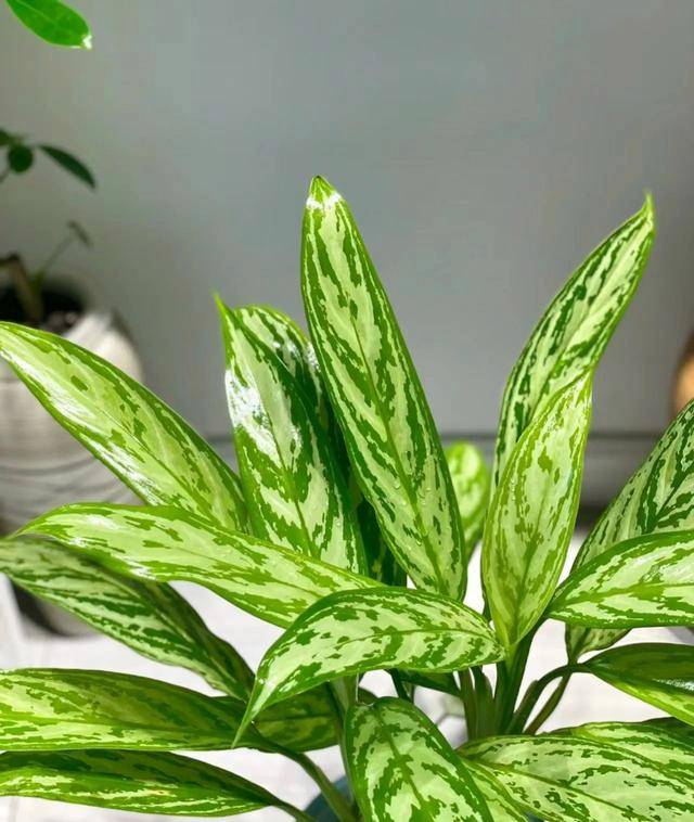 吸收甲醛的室内植物排名-1 吸收甲醛的室内植物排名-1