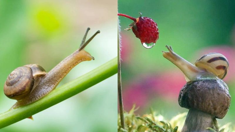 世界上牙齿最多的动物是什么?-1 世界上牙齿最多的动物是什么?-1