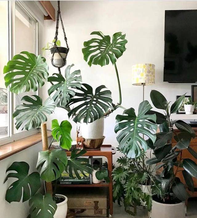 吸收甲醛的室内植物排名-1 吸收甲醛的室内植物排名-1