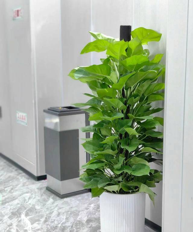 吸收甲醛的室内植物排名-1 吸收甲醛的室内植物排名-1