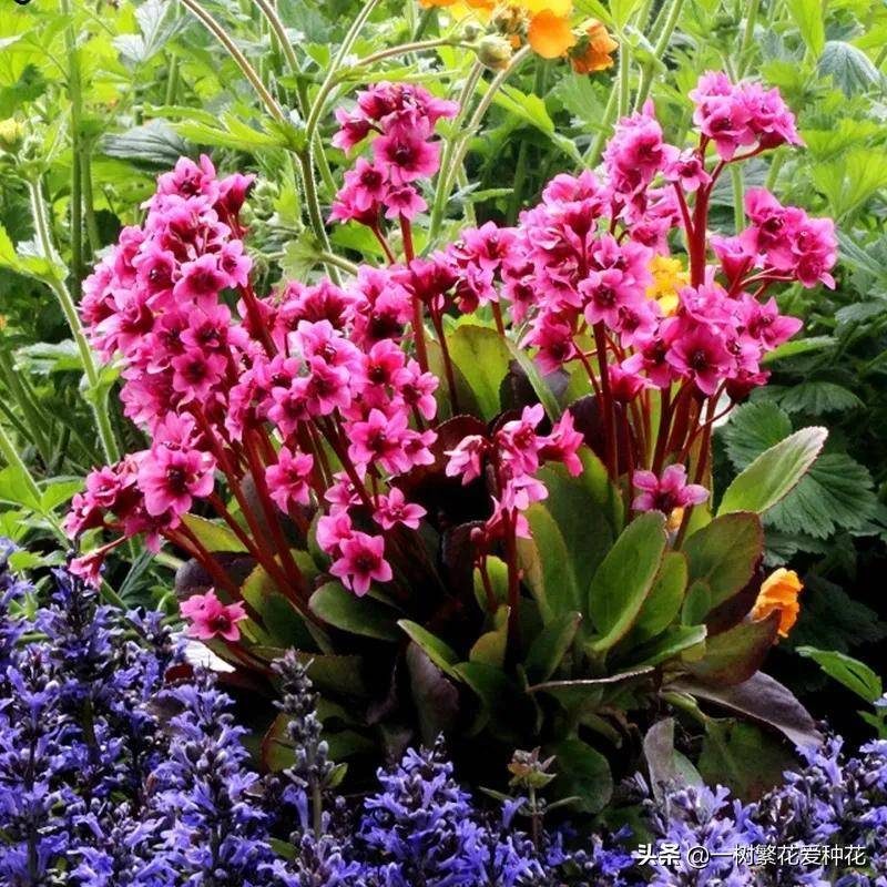 北方宿根花卉有哪些种类-1 北方宿根花卉有哪些种类-1