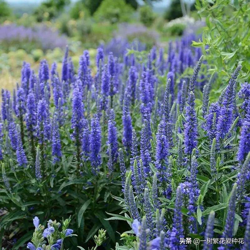 北方宿根花卉有哪些种类-1 北方宿根花卉有哪些种类-1