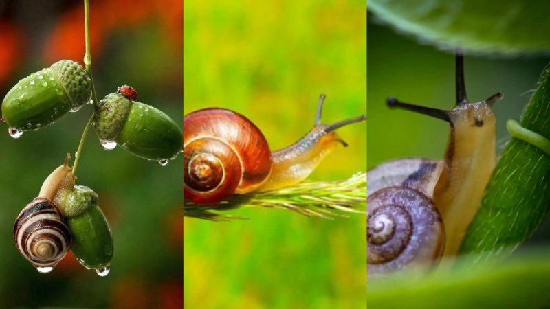 世界上牙齿最多的动物是什么?-1 世界上牙齿最多的动物是什么?-1