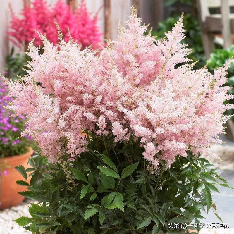 北方宿根花卉有哪些种类-1 北方宿根花卉有哪些种类-1