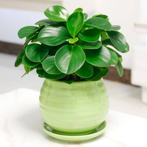 小家碧玉的养殖方法和注意事项-1