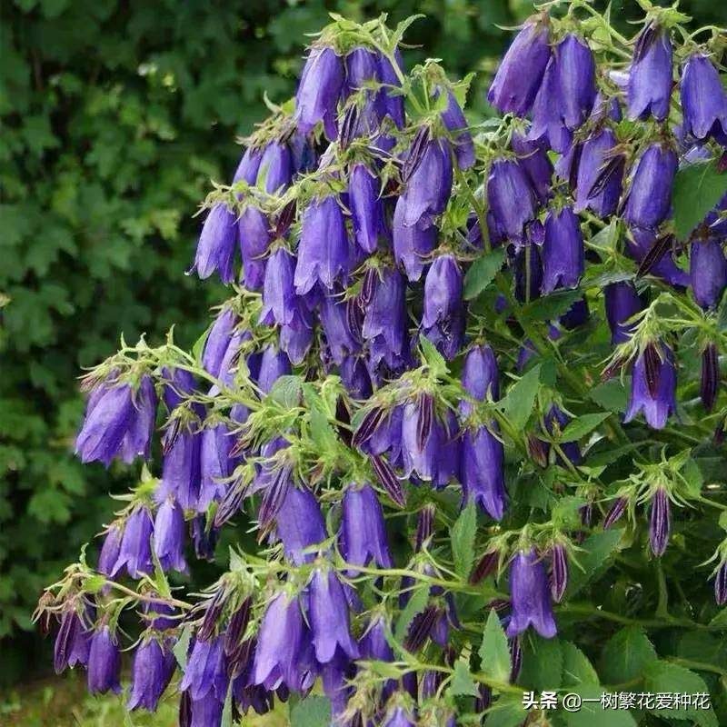 北方宿根花卉有哪些种类-1 北方宿根花卉有哪些种类-1