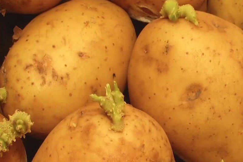 洋芋是什么东西?产地分布在哪?-1 洋芋是什么东西?产地分布在哪?-1