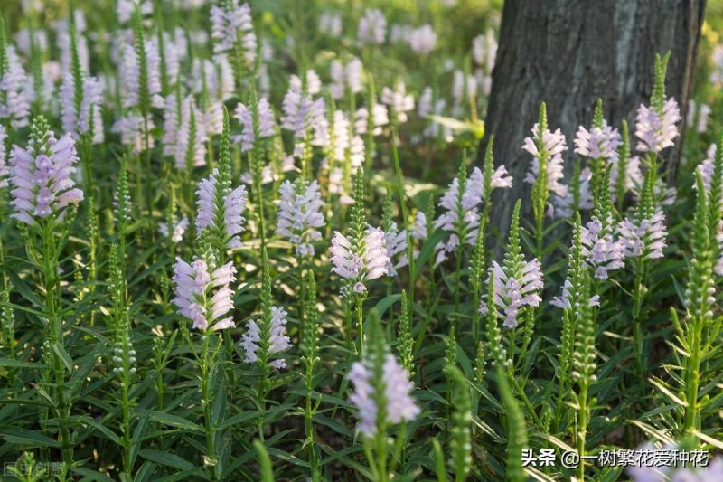 北方宿根花卉有哪些种类-1 北方宿根花卉有哪些种类-1