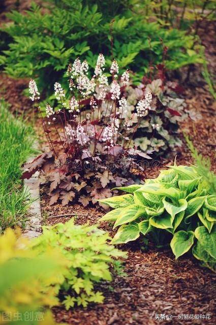 北方宿根花卉有哪些种类-1 北方宿根花卉有哪些种类-1