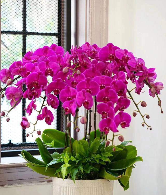 吸收甲醛的室内植物排名-1 吸收甲醛的室内植物排名-1