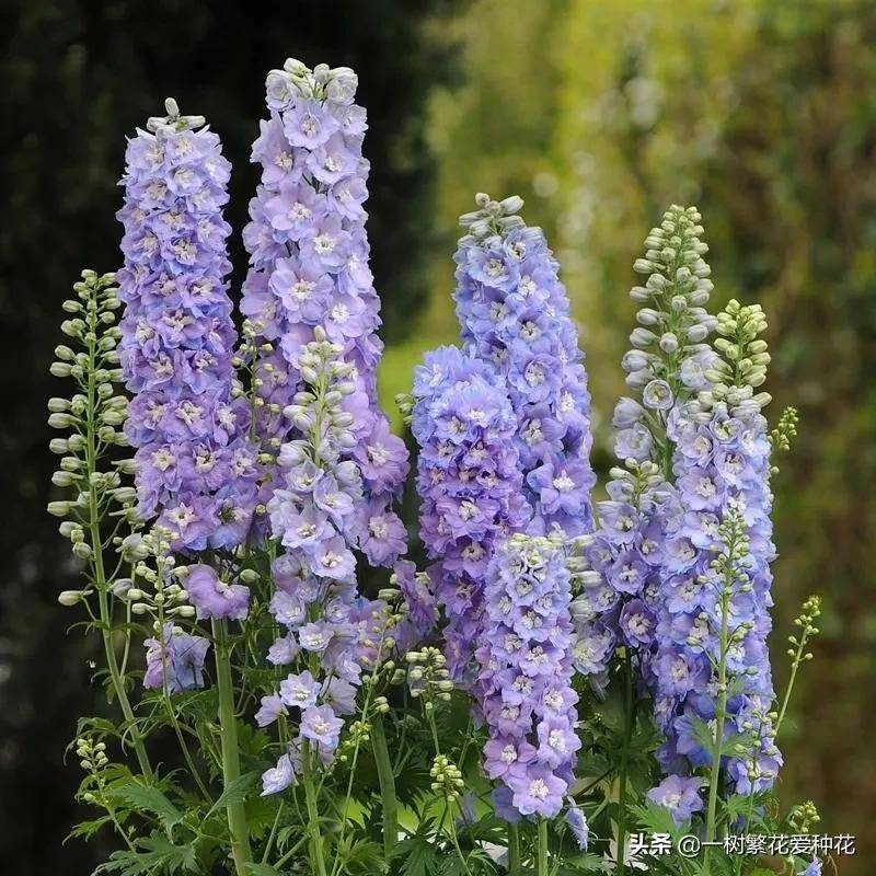 北方宿根花卉有哪些种类-1 北方宿根花卉有哪些种类-1