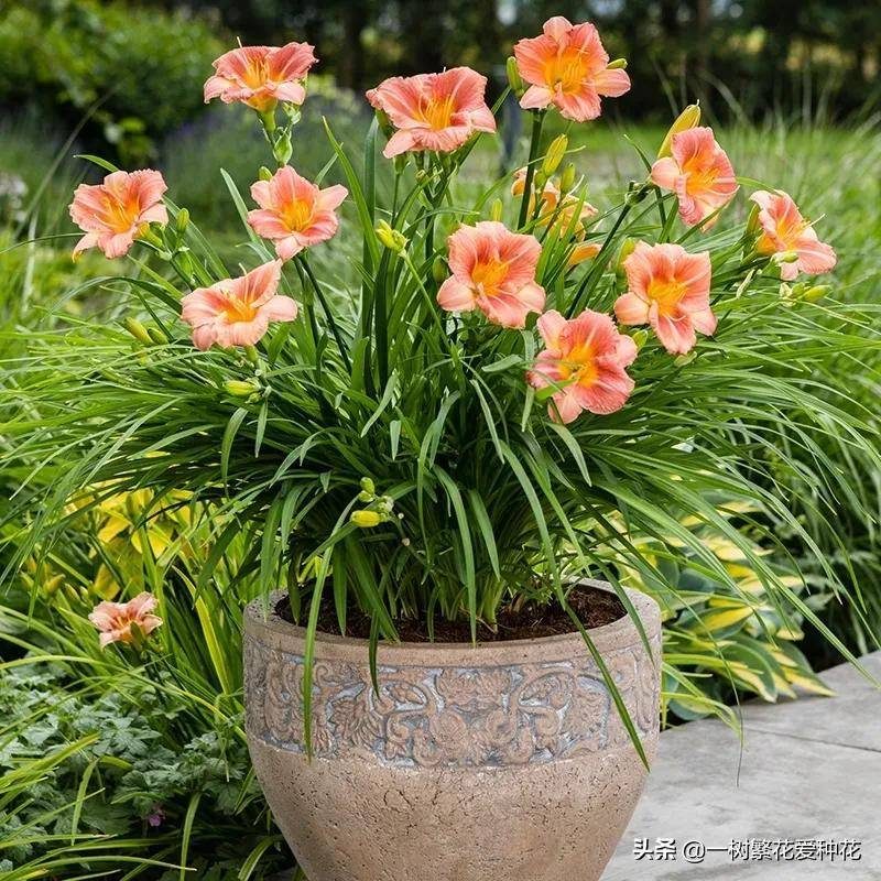 北方宿根花卉有哪些种类-1 北方宿根花卉有哪些种类-1