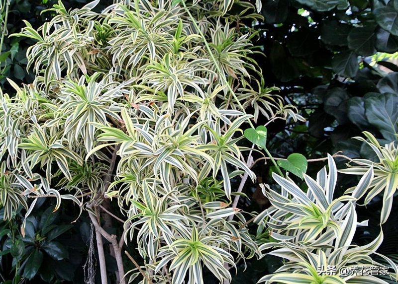 吊兰叶子发黄怎么办-1