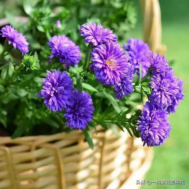 北方宿根花卉有哪些种类-1 北方宿根花卉有哪些种类-1