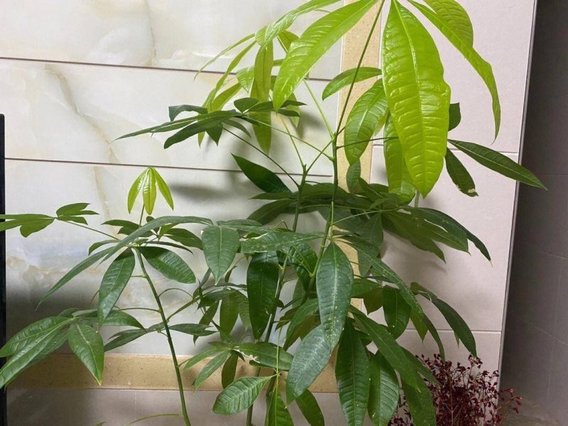 发财树的养护方法-1 发财树的养护方法-1