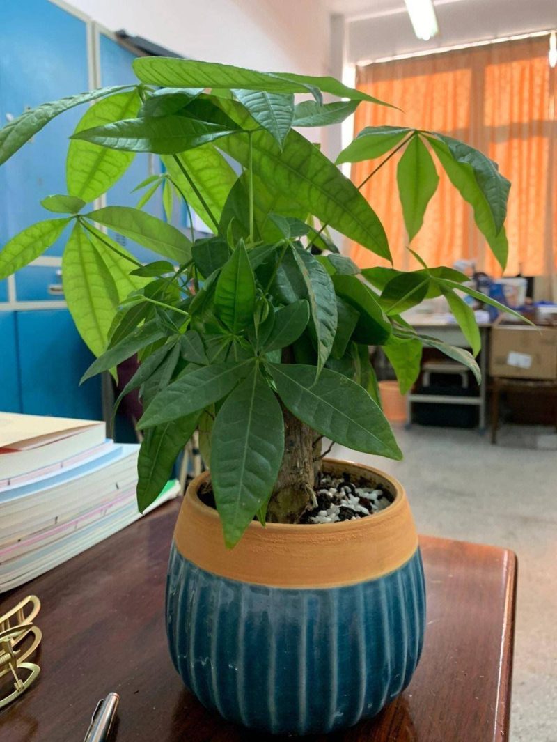 发财树的养护方法-1 发财树的养护方法-1